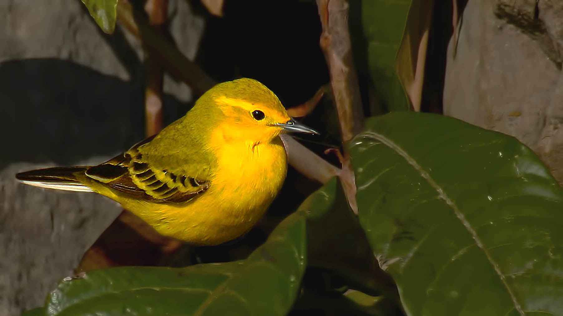 Citrine Wagtail